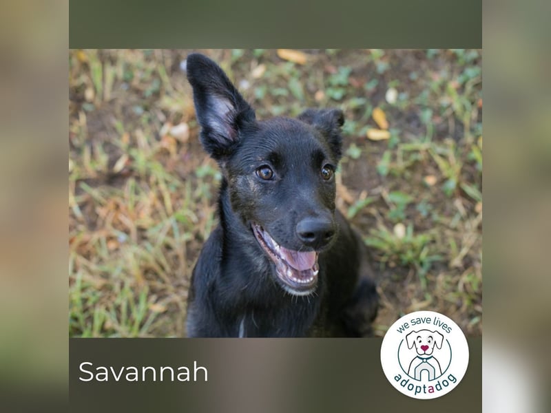 Savannah sucht ein Zuhause