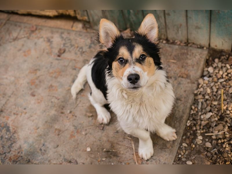 Gino: sucht ein Zuhause