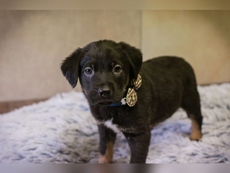 Milo sucht ein Zuhause