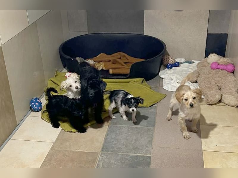 Grumpy sucht ein Zuhause