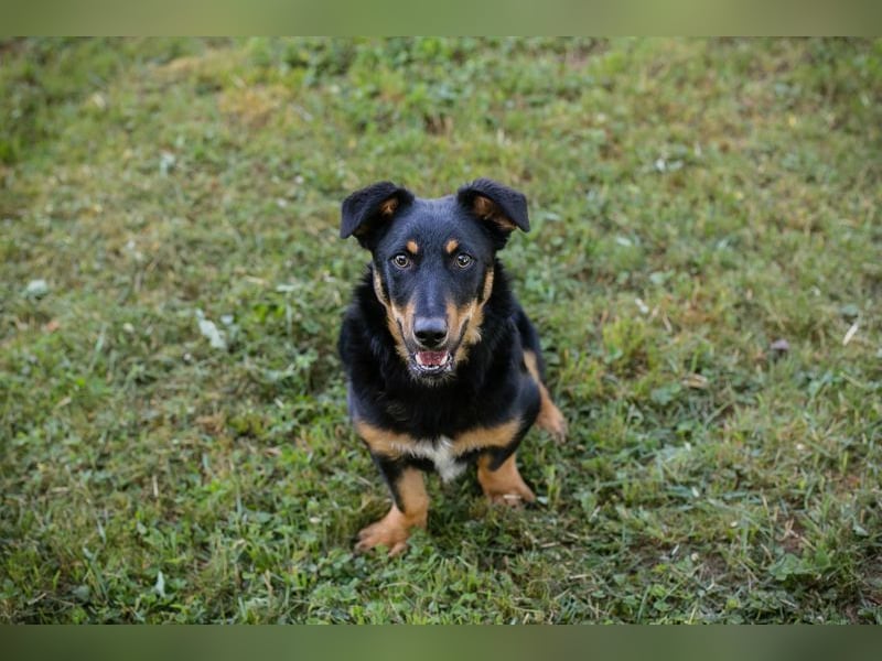Chip 255969 sucht ein Zuhause