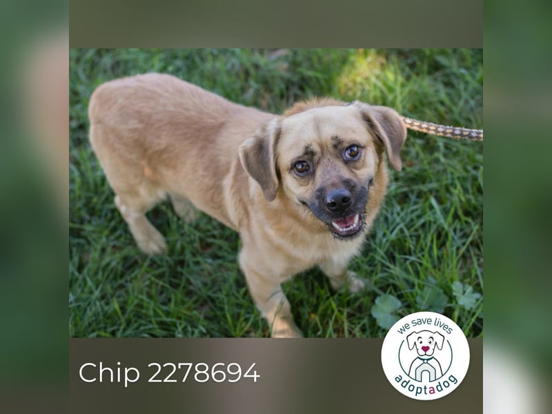 Chip 2278694 sucht ein Zuhause
