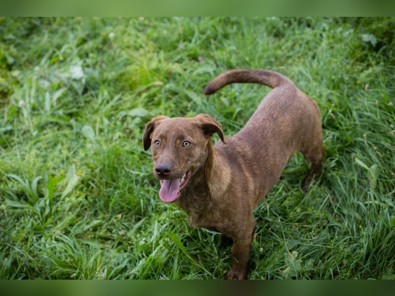 Monty sucht ein Zuhause
