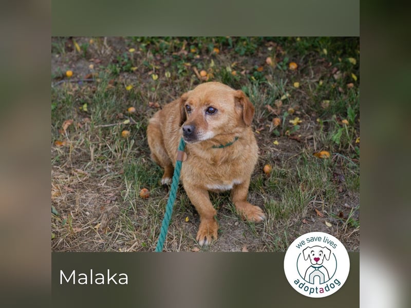 Malaka sucht ein Zuhause