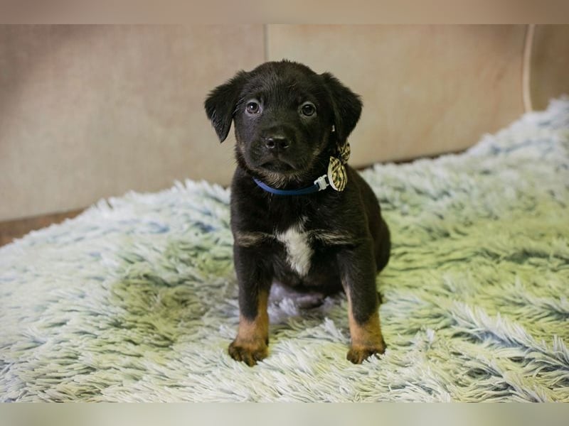 Milo sucht ein Zuhause