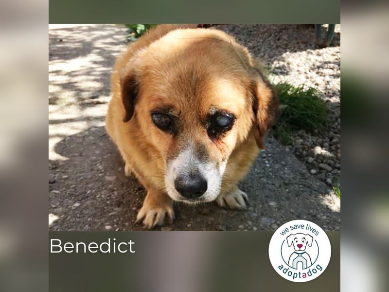 Benedict 898790 sucht ein zu Hause