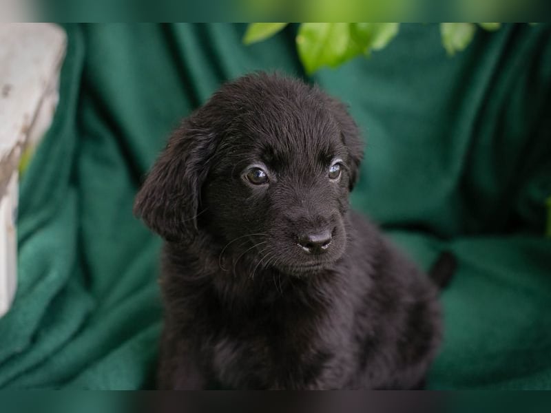 Chip 254222 sucht ein Zuhause