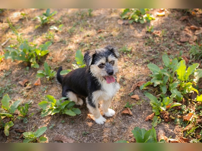 Chip 218312: Hundekind sucht ein Zuhause