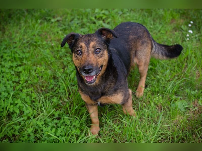 Chip 291029 sucht ein Zuhause