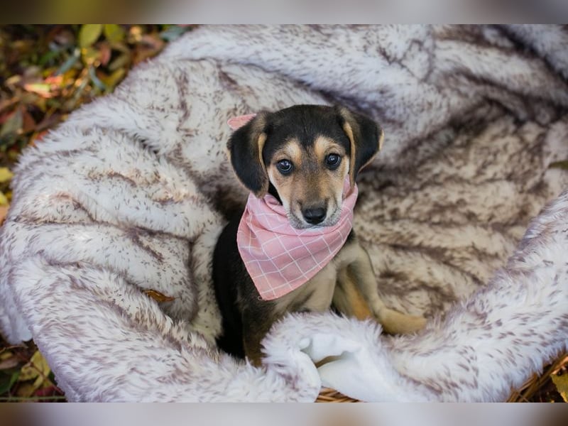 Chip 257113: Hundekind sucht ein Zuhause