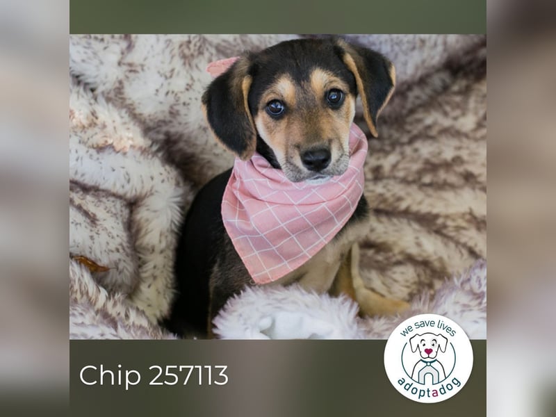 Chip 257113: Hundekind sucht ein Zuhause