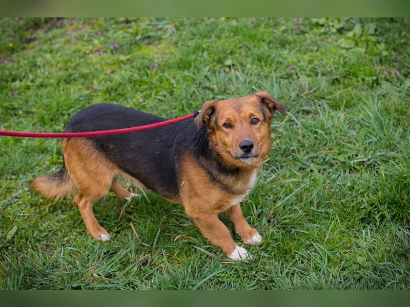 Chip 271673 sucht ein Zuhause