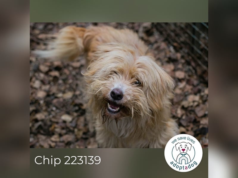 Chip 223139: Sucht ein Zuhause