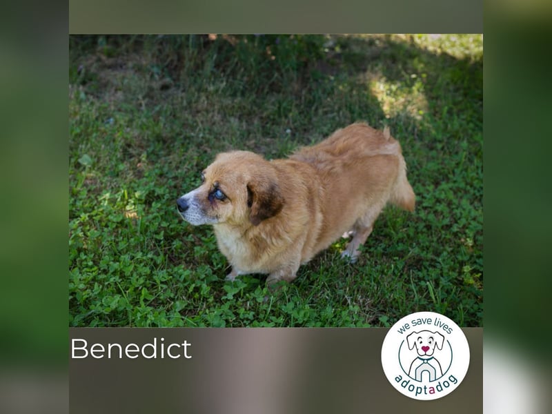 Benedict 898790 sucht ein zu Hause