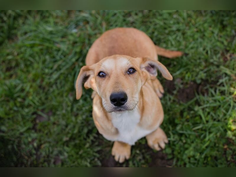 Chip 271750 sucht ein Zuhause