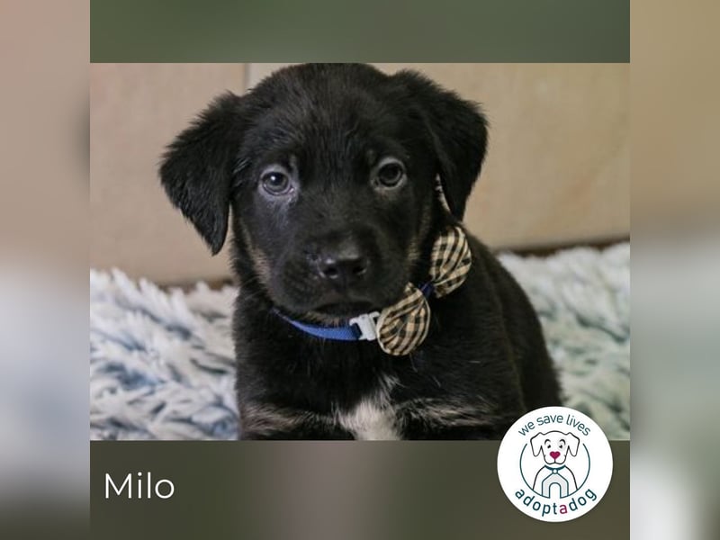 Milo sucht ein Zuhause