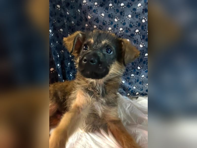 Chip 284004 sucht ein Zuhause