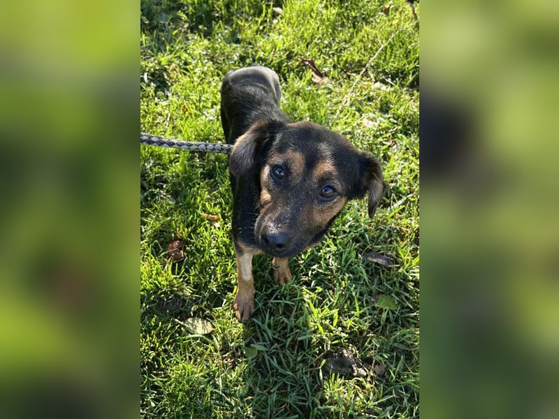 Averna: Zarte kleine Seele