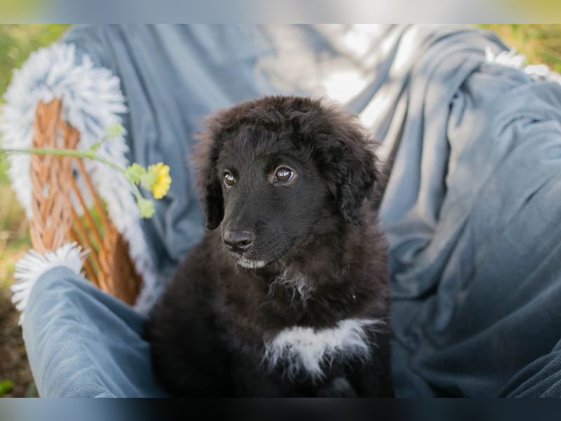 Chip 263454 sucht ein Zuhause