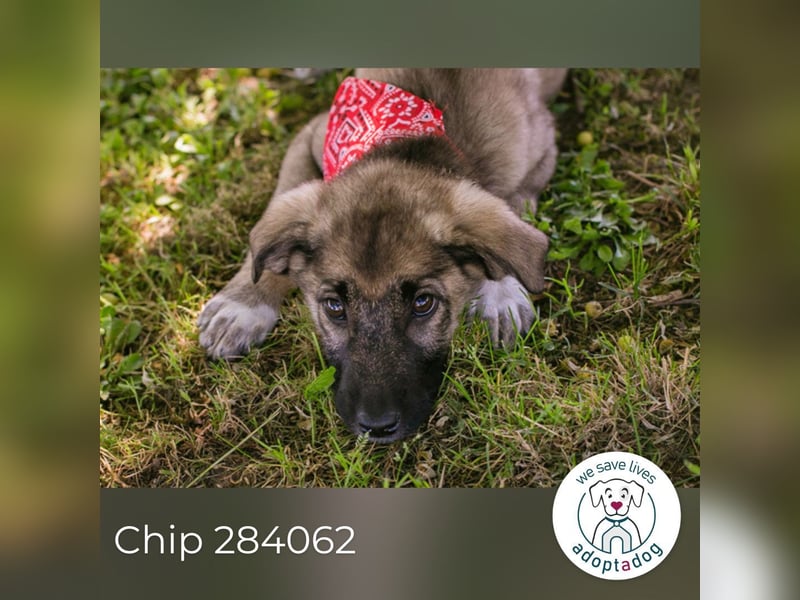 Chip 284062 sucht ein Zuhause