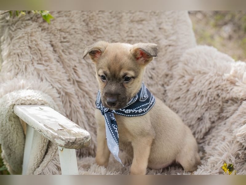 Jamie sucht ein Zuhause