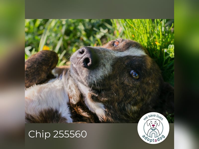 Chip 255560 sucht ein Zuhause