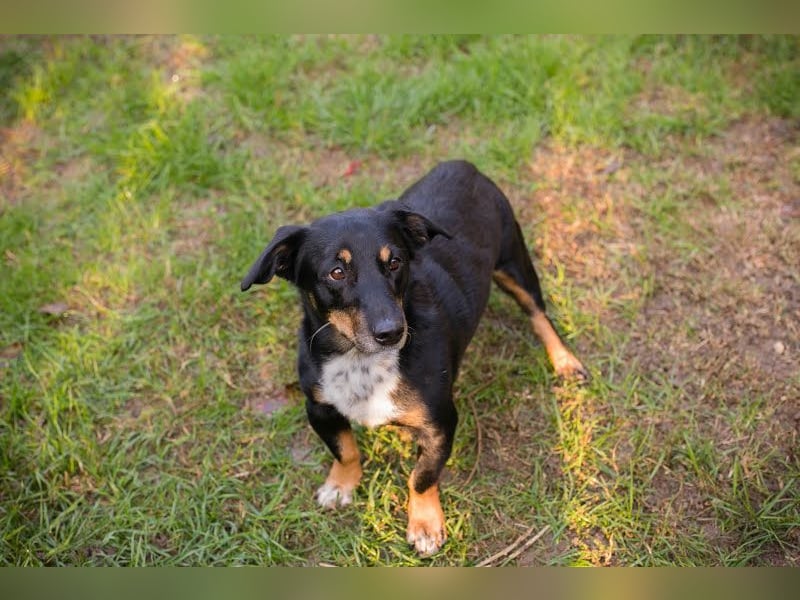 Sidney: Ein Wunder auf vier Pfoten