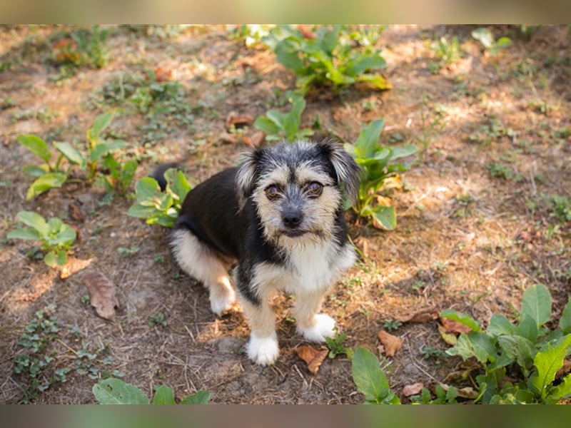 Chip 218312: Hundekind sucht ein Zuhause