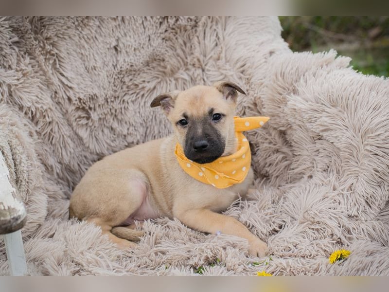 Chip 272005 sucht ein Zuhause