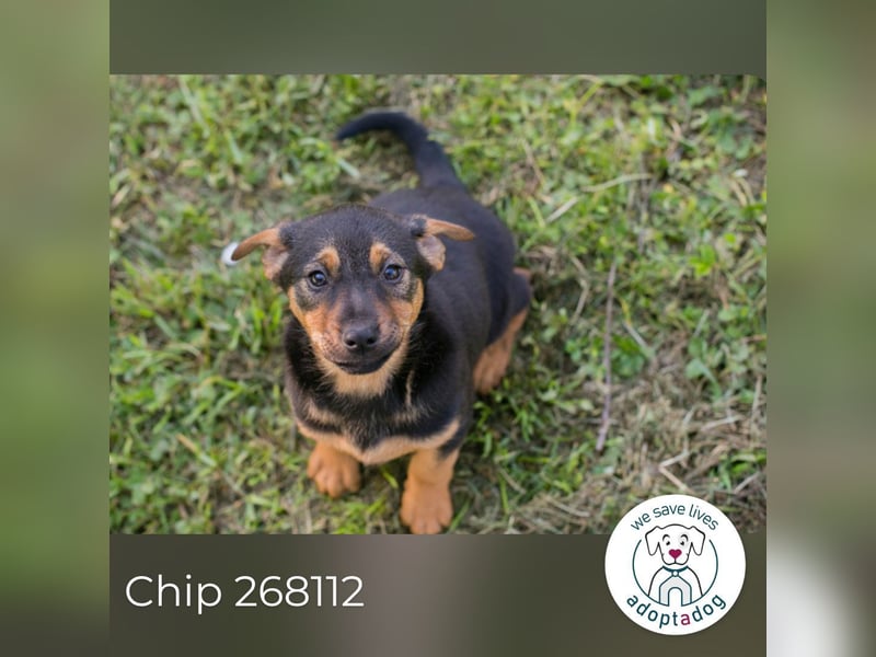 Chip 268112 sucht ein Zuhause