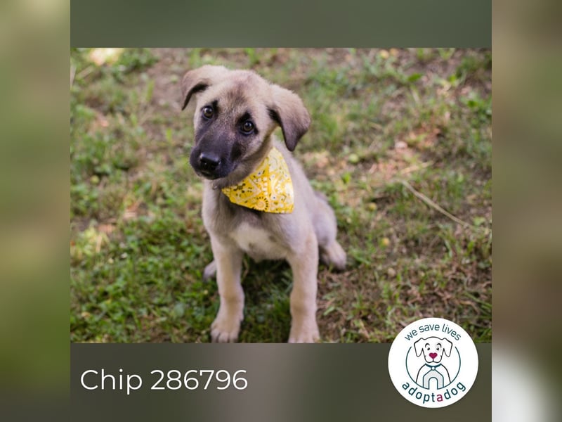 Chip 286796 sucht ein Zuhause
