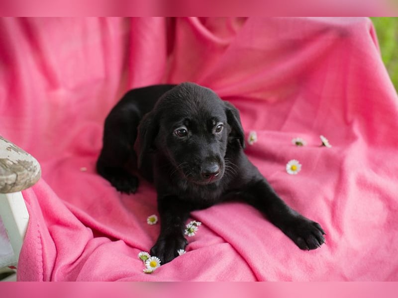 Chip 257531 sucht ein Zuhause