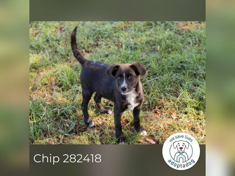 Chip 282418 sucht ein Zuhause