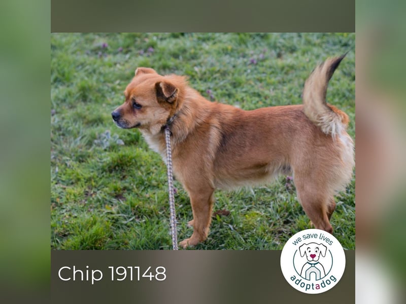 Chip 191148 sucht ein Zuhause