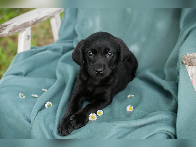 Chip 255286 sucht ein Zuhause