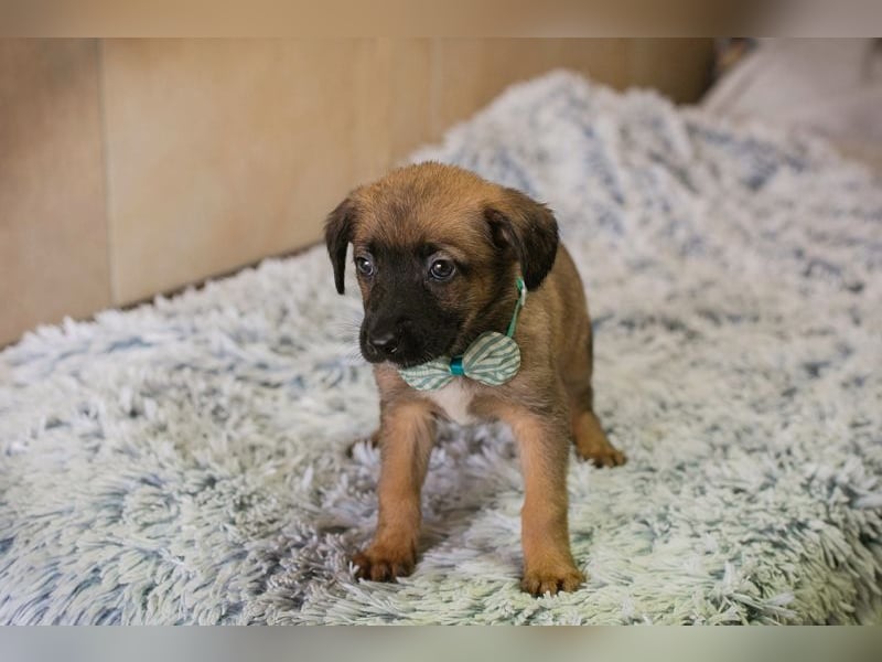 Lucky sucht ein Zuhause