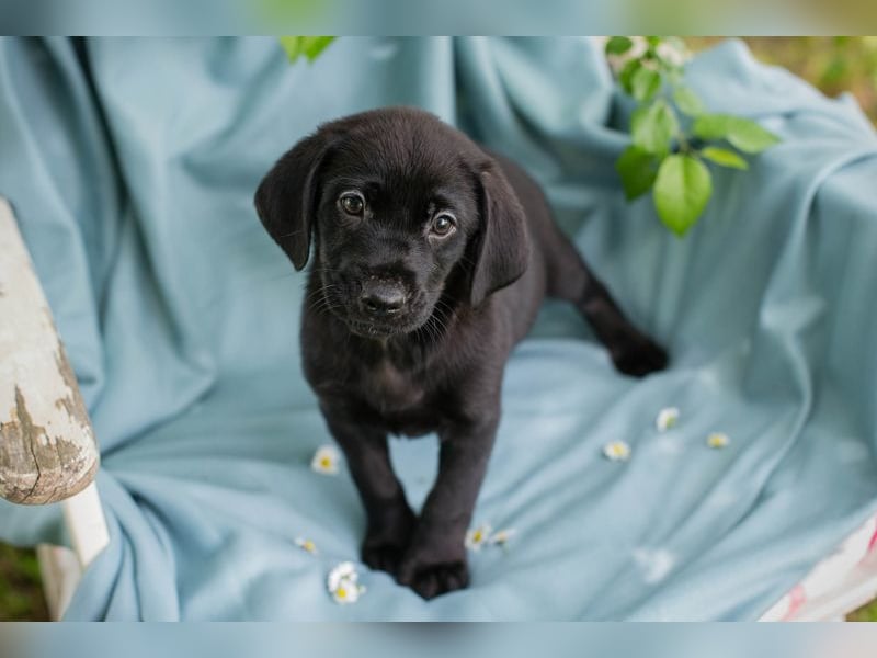Chip 257699 sucht ein Zuhause