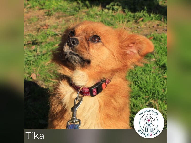 Tika: Liebevolles Kämpferherz