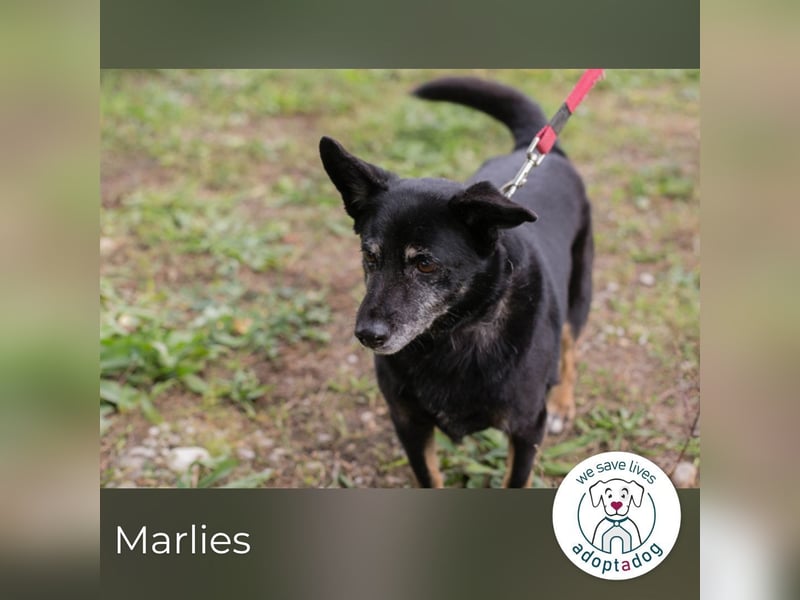 Marlies 796344 sucht ein zu Hause
