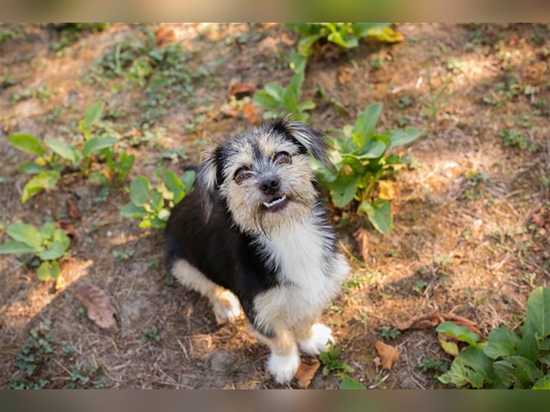 Chip 218312: Hundekind sucht ein Zuhause