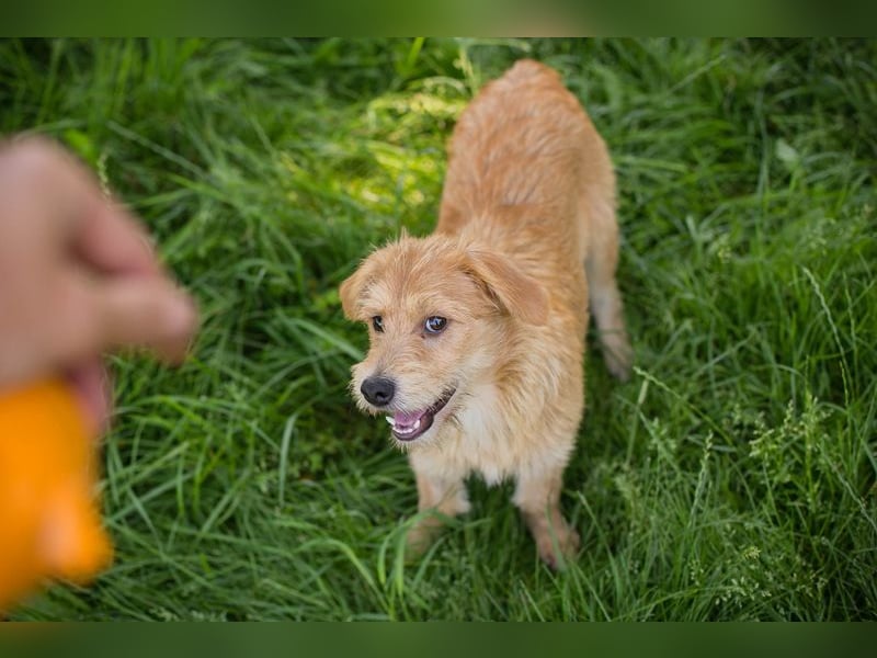 Chip 274819 sucht ein Zuhause
