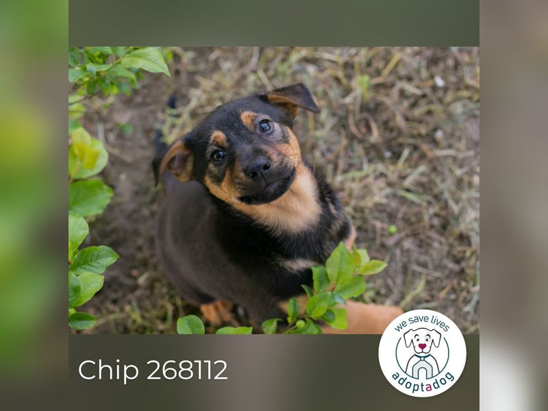 Chip 268112 sucht ein Zuhause