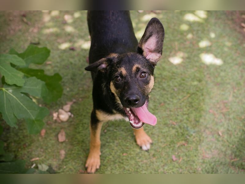 Thila sucht ein Zuhause