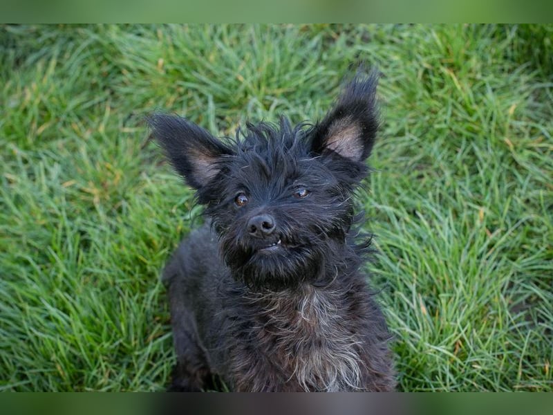 Grumpy sucht ein Zuhause