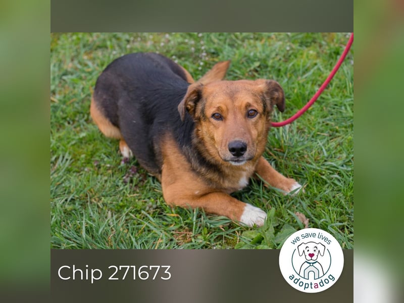 Chip 271673 sucht ein Zuhause