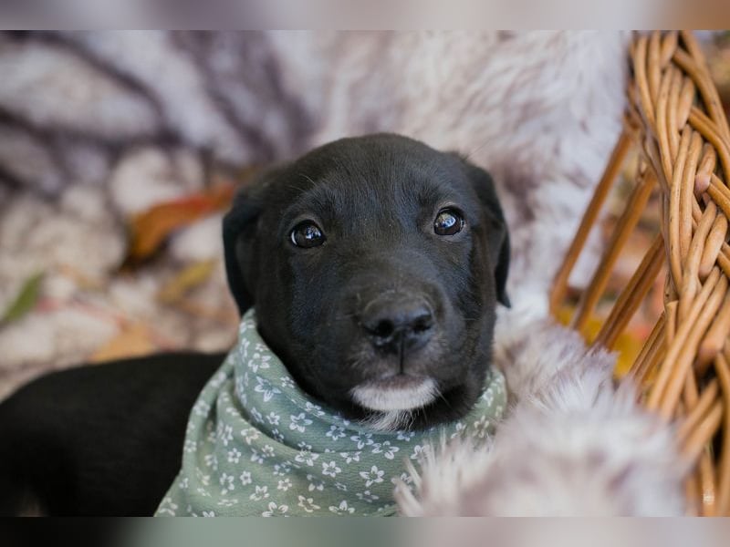 Chip 274368: Hundekind sucht ein Zuhause