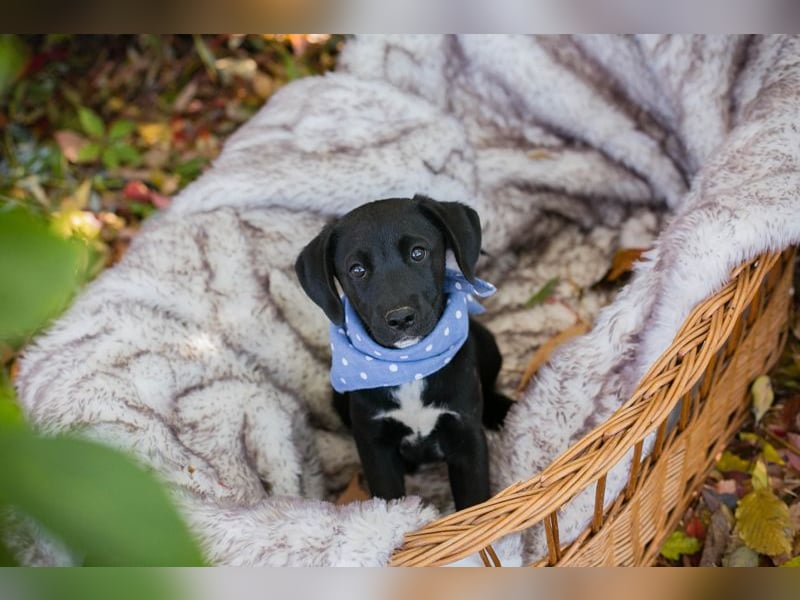 Chip 256873: Hundekind sucht ein Zuhause