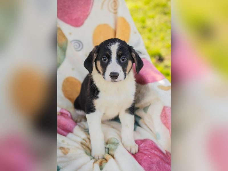 Mirco sucht ein Zuhause