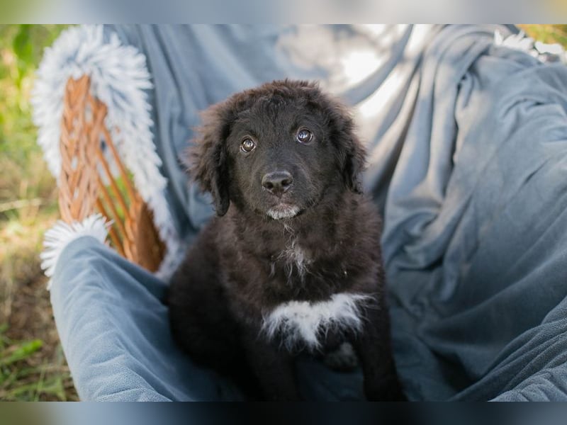 Chip 263454 sucht ein Zuhause