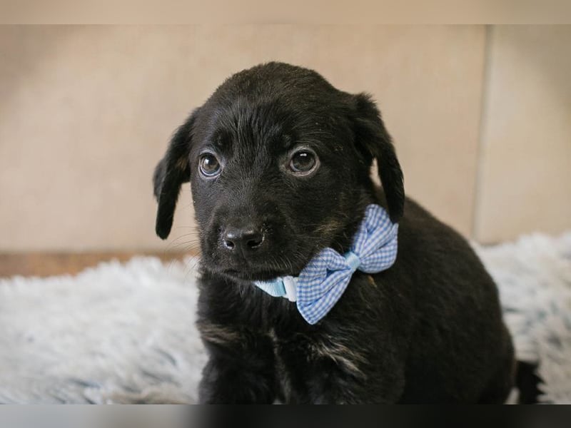 Baghira sucht ein Zuhause